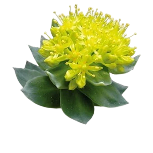 Rhodiola rosea 200 mg (3% rosavins, 1% salidrosides)